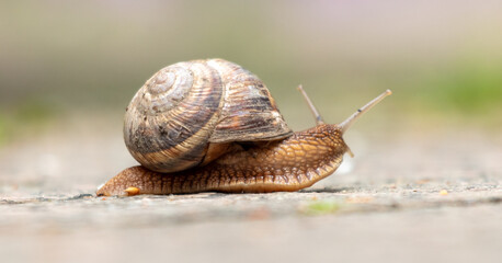A snail crawls along the road in the park