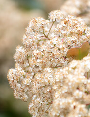 Small white flowers on the bushes as a background