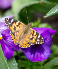 Butterfly on a purple flower. Close-up