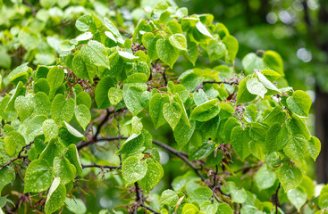 Drops of water on green leaves in nature