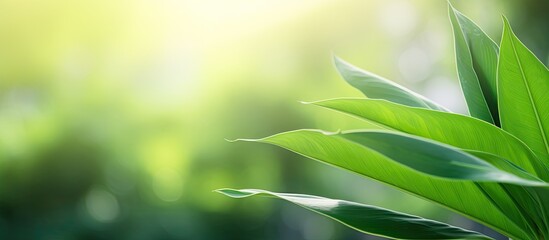 Fototapeta premium Scenic view of a green leaf against a blurred garden background with sunlight, perfect for a natural green plants landscape concept with copy space image.