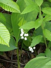 Zbliżenie na białe kwiaty konwalii majowej © Kumulugma
