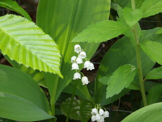 Zbliżenie na białe kwiaty konwalii majowej © Kumulugma