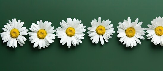 Fototapeta premium Top view of a flat lay composition featuring a row of daisies on a green paper background with ample copy space image.