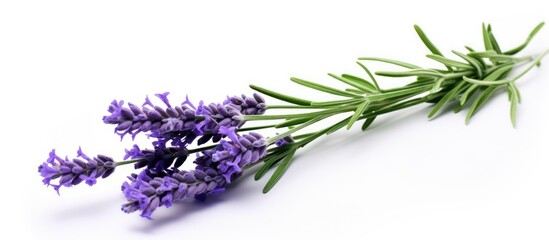 A Lavender stem, Lavandula angustifolia, Lavandula officinalis, isolated on a white background with copy space image.