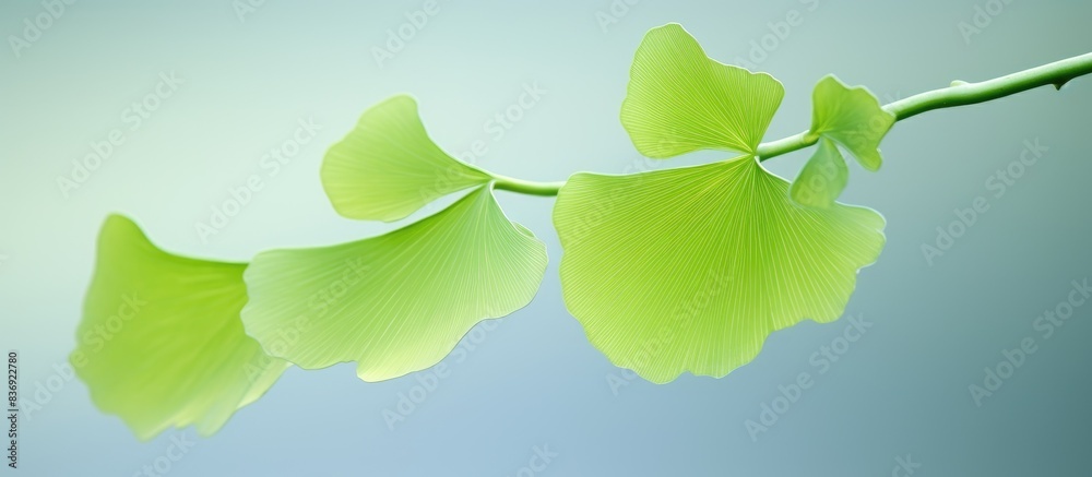 Poster close-up of a young ginko biloba tree leaf displaying a floral pattern, within a smart herbal concep