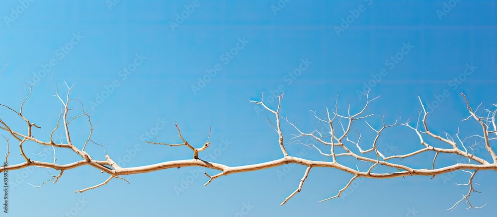 Poster Dry tree branches in a close-up shot set against a blue sky background with abundant copy space image.