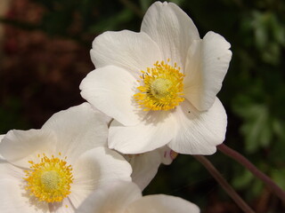 Zbliżenie na białe kwiaty zawilca © Kumulugma