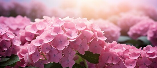 Obraz premium Pink hydrangeas in full bloom during spring with a visually pleasing aspect, presenting an option of a background copy space image.