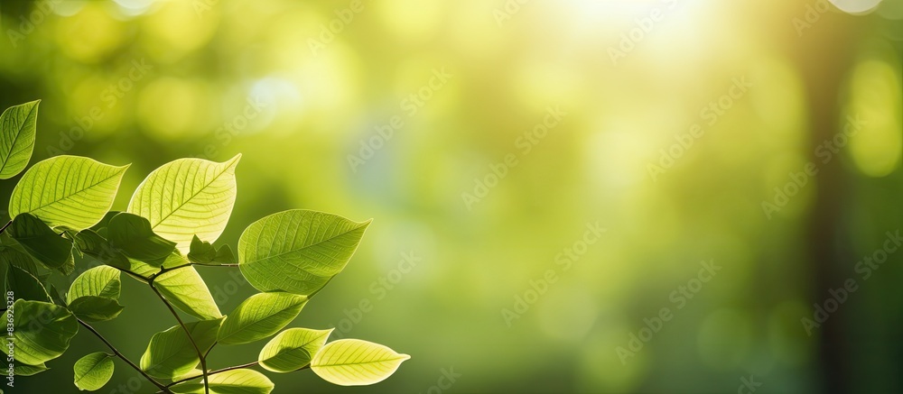 Poster Sunlight illuminates leaves in the forest, creating a picturesque natural setting with a copy space image.