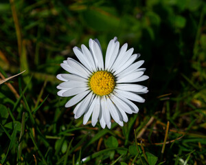 daisy 