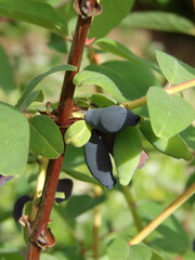 Zbliżenie na dojrzałe owoce jagody kamczackiej © Kumulugma