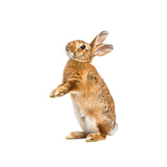 A Curious Brown Rabbit Standing Upright, Its Fur Contrasting Against The White
