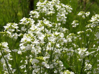 Zbliżenie na białe kwiaty chrzanu © Kumulugma