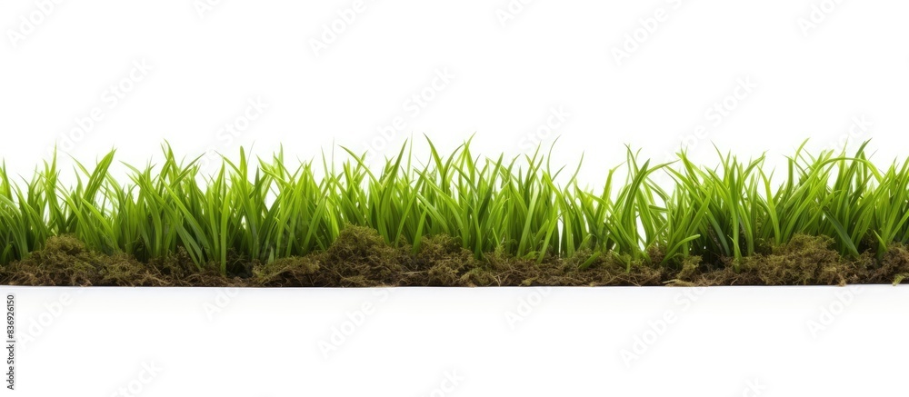 Poster a patch of grass with copy space image against a white backdrop.