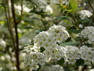 Zbliżenie na kwiaty rośliny z gatunku Spiraea cantoniensis © Kumulugma