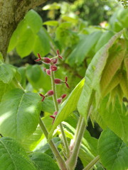 Zbliżenie na żeński kwiat orzecha