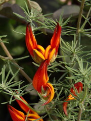 Zbliżenie na kwiaty rośliny z gatunku Lotus berthelotii