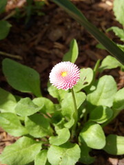 Zbliżenie na różowy kwiat stokrotki © Kumulugma