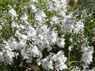 Zbliżenie na białe kwiaty z gatunku veronica prostrata © Kumulugma