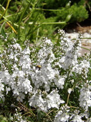 Zbliżenie na białe kwiaty z gatunku veronica prostrata © Kumulugma