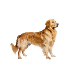 A Golden Retriever Dog Stands Proudly Against The Pristine White Background, Its Loyalty Unwavering Against The Blank Canvas