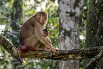 Southern Pig-tailed Macaque - Macaca nemestrina, large powerful macaque from Southeast Asia forests, Kinabatangan river, Borneo, Malaysia.