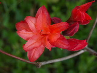 Zbliżenie na kwitnącą azalię