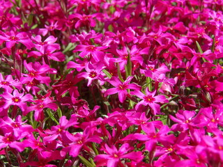 Zbliżenie na kwiaty rośliny z gatunku Phlox subulata © Kumulugma