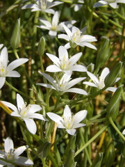 Zbliżenie na kwiat rośliny z gatunku Ornithogalum juncifolium © Kumulugma