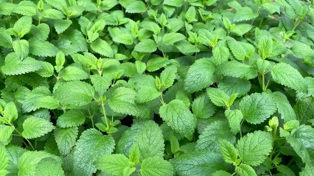Green mint bushes grow in the garden