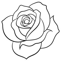 white rose isolated on black