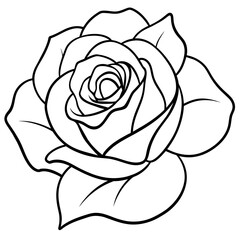 white rose isolated on black