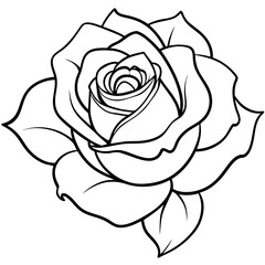 illustration of rose
