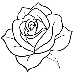 white rose isolated on black