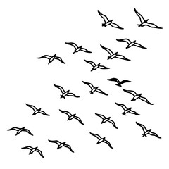 birds in the sky