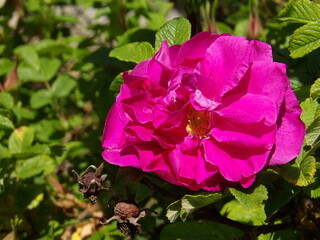 Zbliżenie na różową róże © Kumulugma