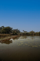 Beautiful landscape of rural bengal with vegetation