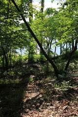 Obraz premium footpath in the forest