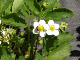 Zbliżenie na kwiaty truskawki