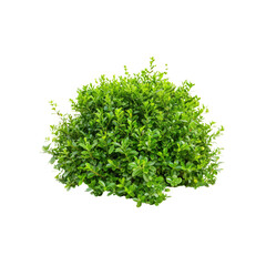 Fototapeta premium A Lush Green Bush, Isolated Against A Clean White Background, Highlighting Its Natural Beauty