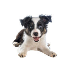 A Playful Young Border Collie Pup, Full Of Energy And Curiosity