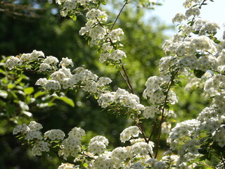 Zbliżenie na kwiaty rośliny z gatunku Spiraea cantoniensis © Kumulugma