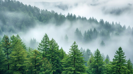 Gloomy depressive landscape - hills covered with forest, fog, overcast, rainy weather