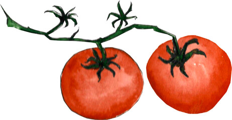 tomatoes and tomato juice watercolor illustration