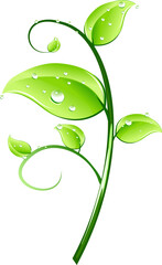 green leaf with water drops