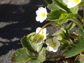 Zbliżenie na białe kwiaty truskawki © Kumulugma