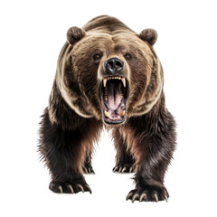 Fototapeta premium Fierce Grizzly Bear Standing Alert in Wild Landscape: Capture the Raw Power and Majestic Presence of Nature's Predator in This Striking Photographic Image.