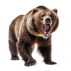 Fototapeta premium Powerful Presence: A majestic grizzly bear captured in stunning detail, showcasing its raw strength and wild essence.