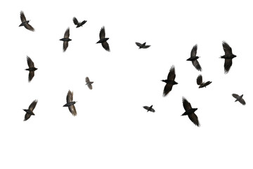 Elegant Ascent: A captivating photograph capturing a serene flock of birds in graceful flight across a clear sky.